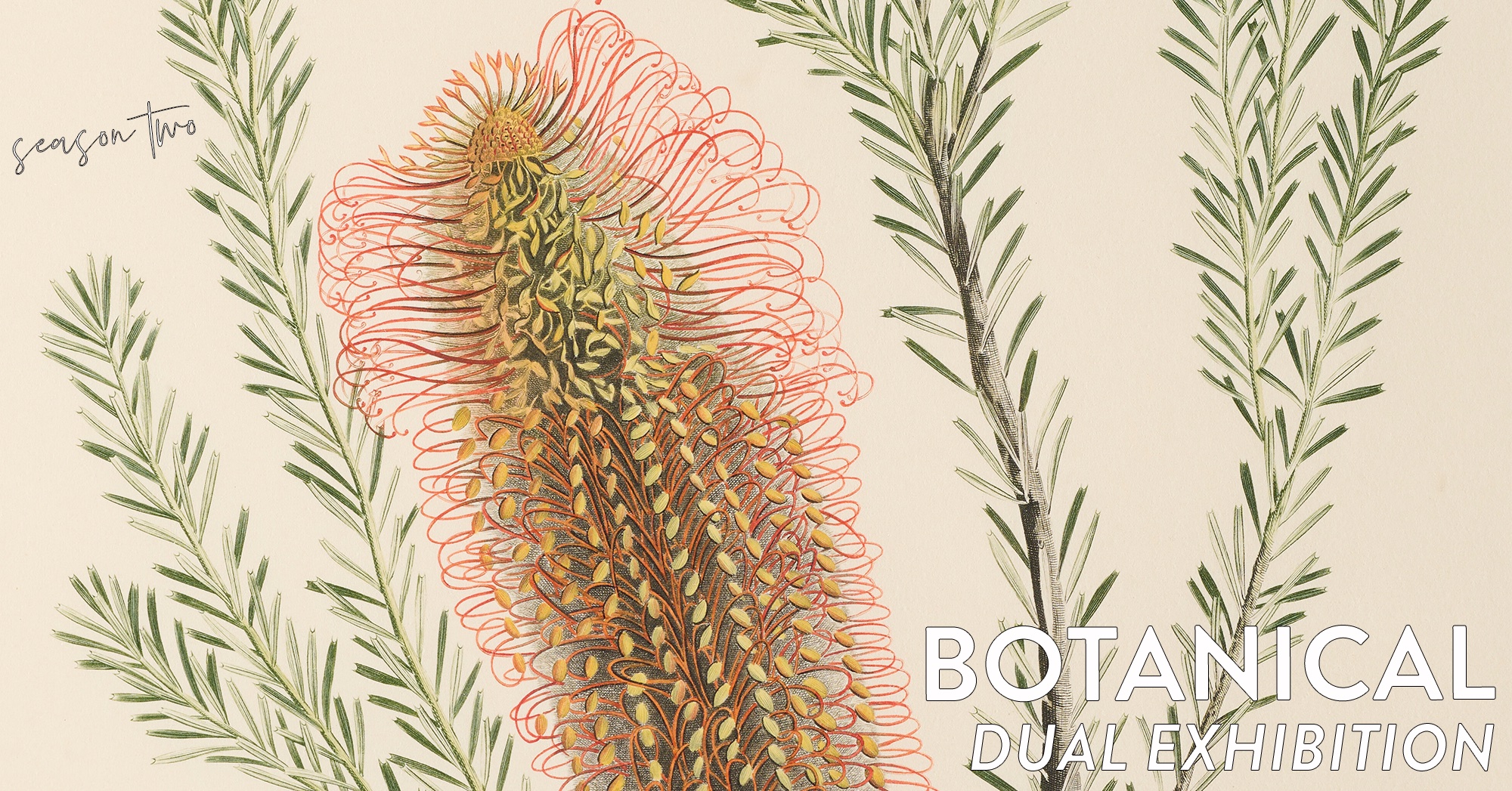 The Initiation of Australian Botany: Selections from Banks’ Florilegium and Drawn from Nature: Botanical Illustration between Art and Science | 27 July | Burrinja Gallery